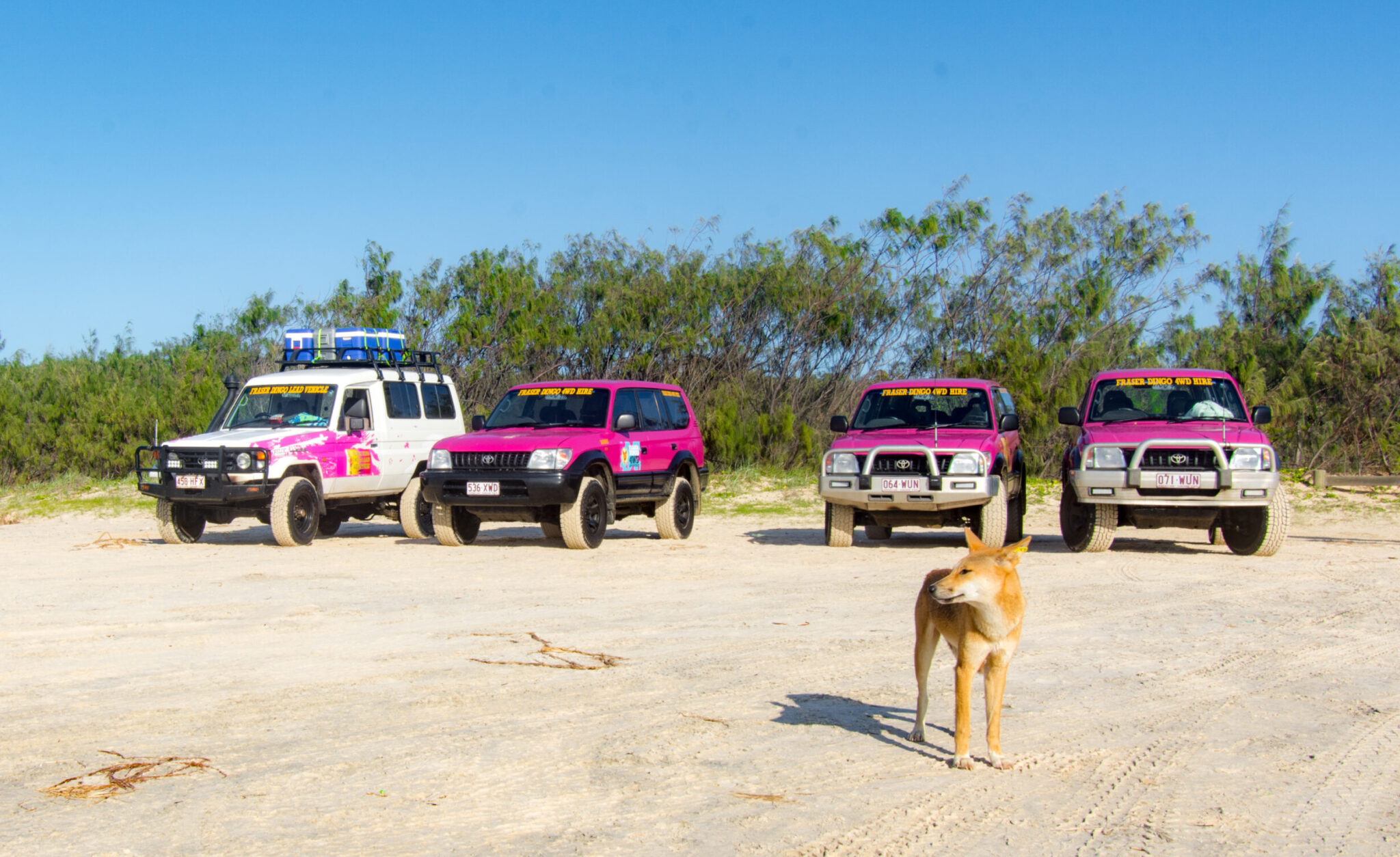 fraser island tag along tours